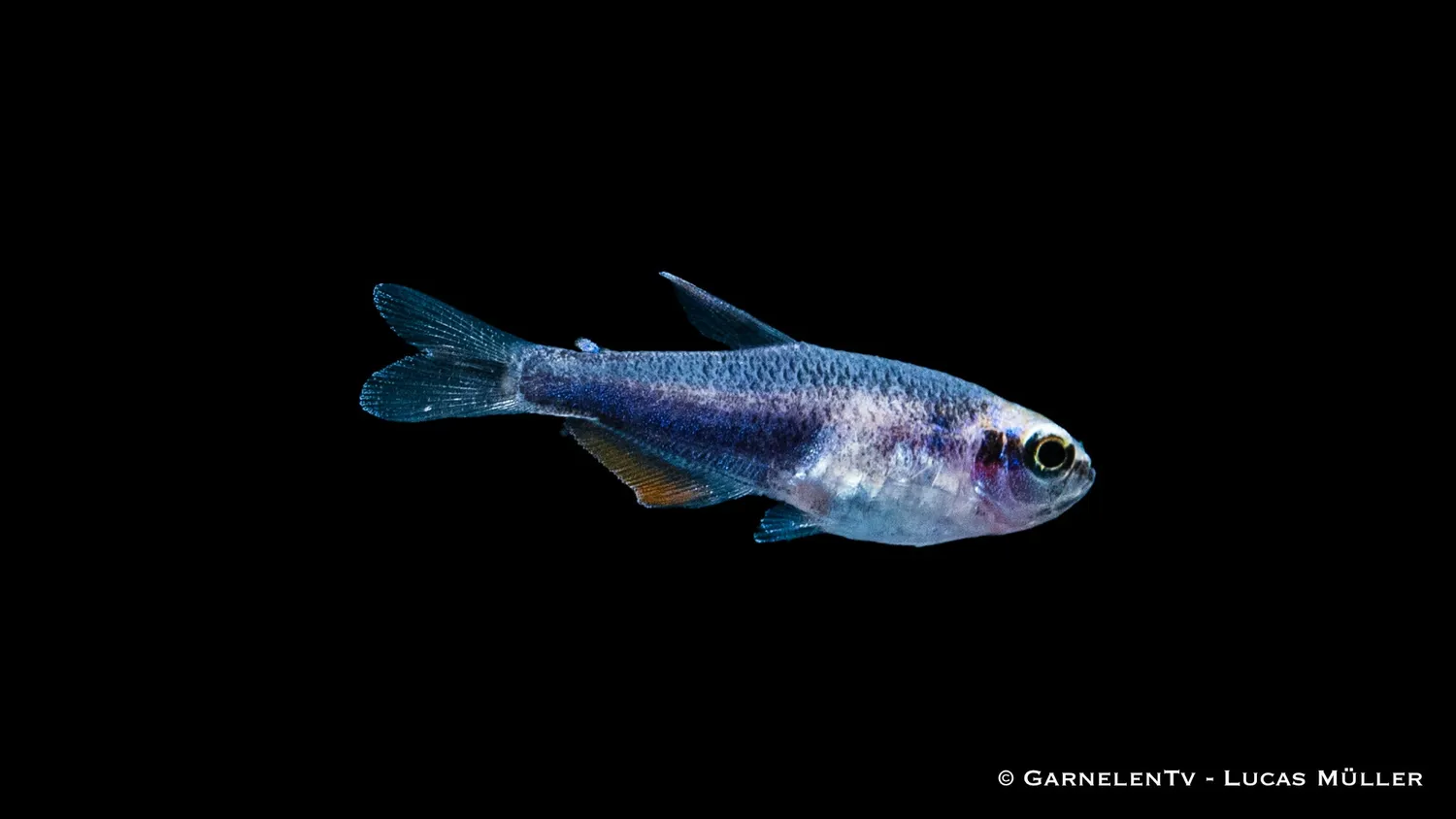 Garnelen TV Kungstetra Super Blue stimfisk blå