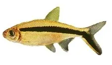 Thayeria boehlkei Pingvintetra akvariefisk XXL