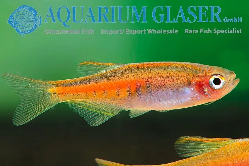 Näsets Ciklidhobby Danio choprae glowlight danio md stimfisk