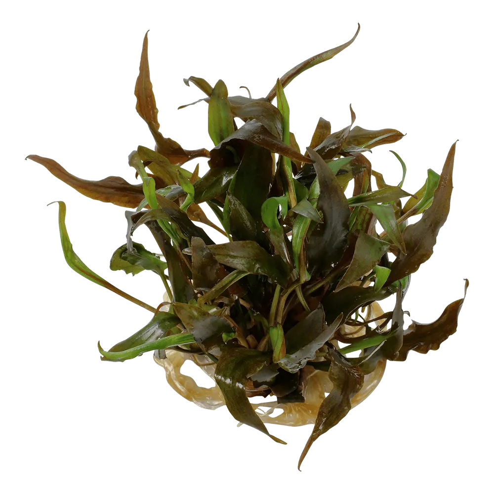 Akvarievalvet Cryptocoryne undulatus Red akvarieväxt röd