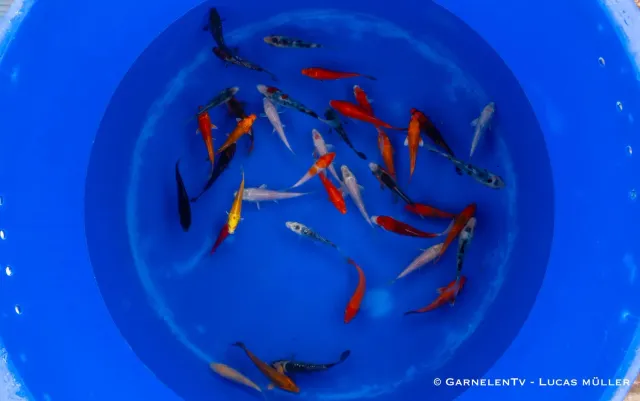 Garnelen TV Cyprinus carpio koi B 9-12 cm