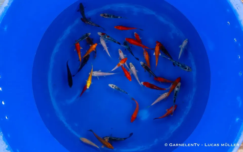 Garnelen TV Cyprinus carpio koi B 9-12 cm
