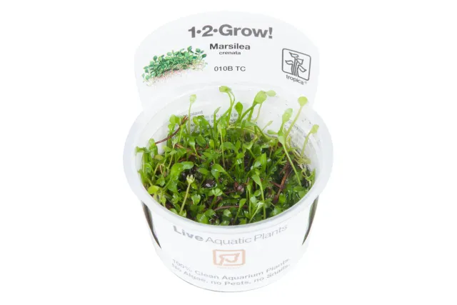 Akvarievalvet Marsilea Crenata akvarieväxt matta