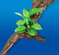 Root +1 anubias rot akvarierot färdig
