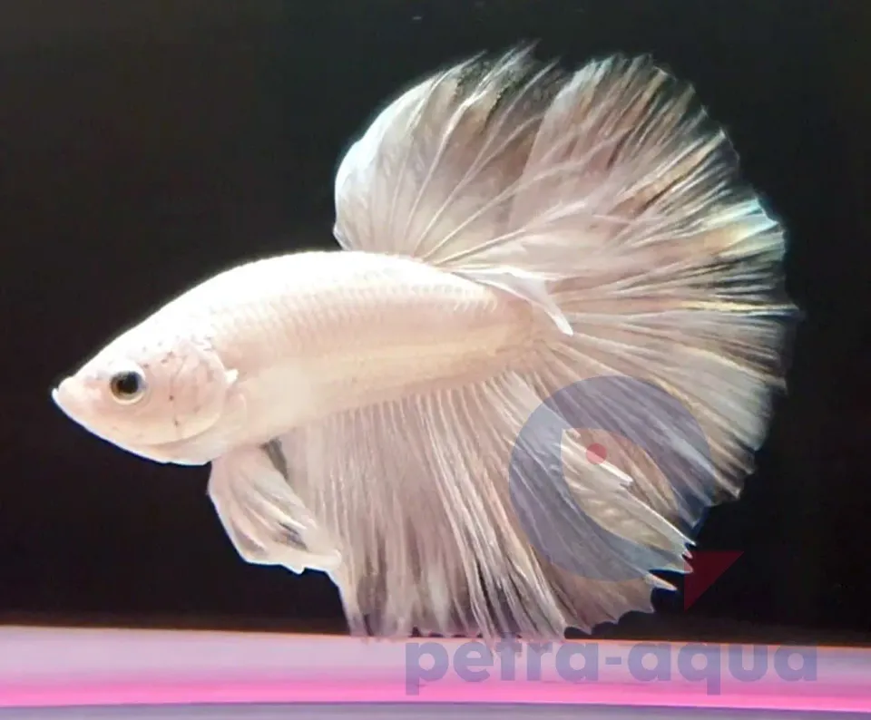 Näsets Ciklidhobby Betta spl. halfmoon platinum kampfisk hane XL