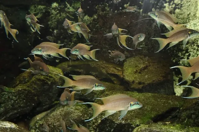 Prinsessan av Burundi ciklid 3,5–4 cm Kiriza