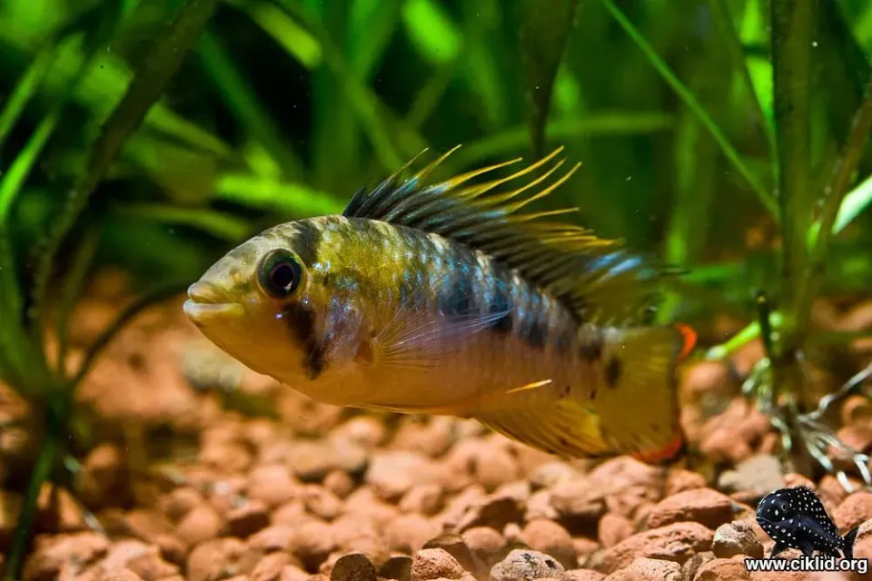 Näsets Ciklidhobby Apistogramma baenschi 3-4 cm dvärgciklid