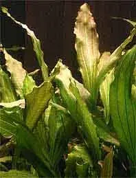 Näsets Ciklidhobby Echinodorus ovalis akvarieväxt kruka rosett