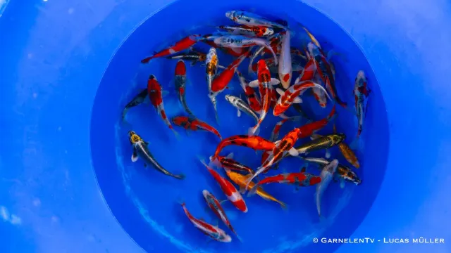 Japan Koi Ikarashi Cyprinus carpio dammfisk 13-15 cm