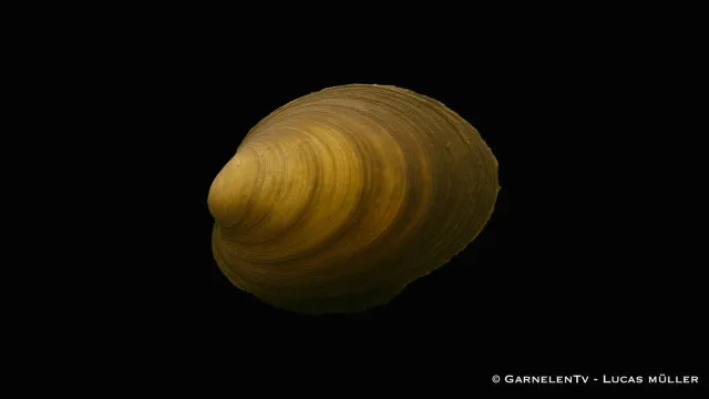 Garnelen TV Anodonta cygnea dammussla 10-15 cm