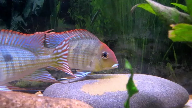 Geophagus Orange Head jordätare ciklid Tapajos