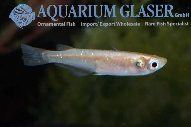 Näsets Ciklidhobby Oryzias latipes BLACK akvariefisk md svart