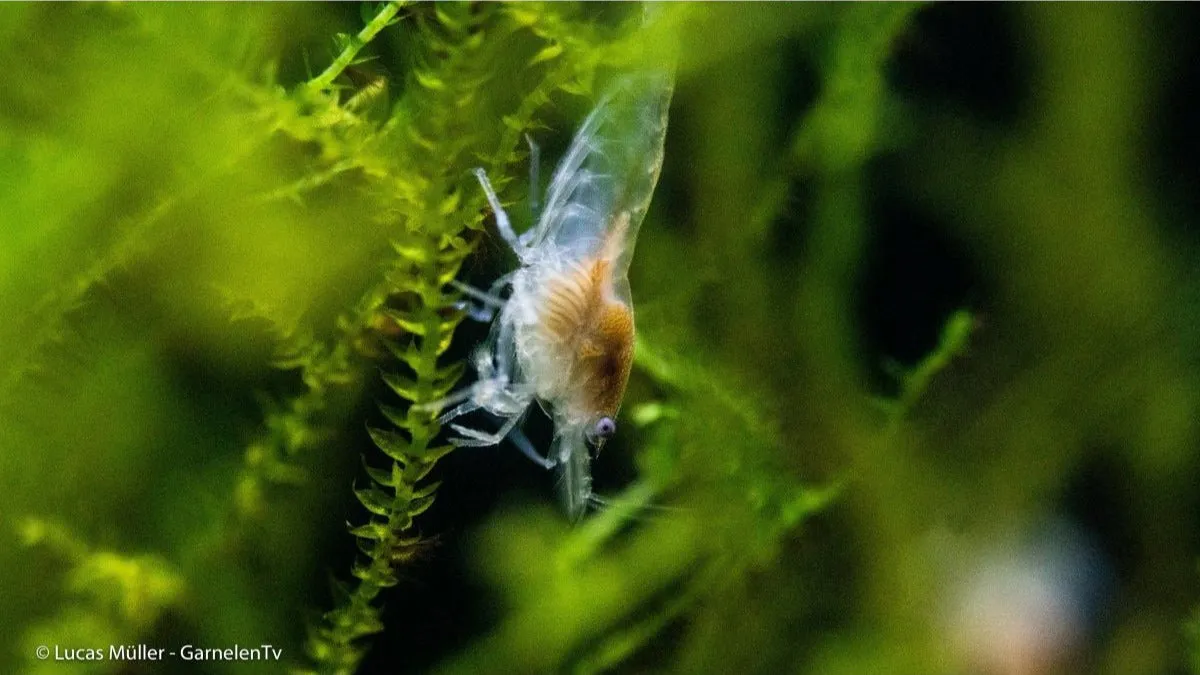 Neocaridina White Pearl räka palmata 2-2,5 cm