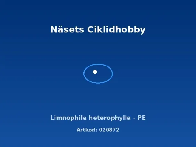 Näsets Ciklidhobby Limnophila heterophylla växt PE