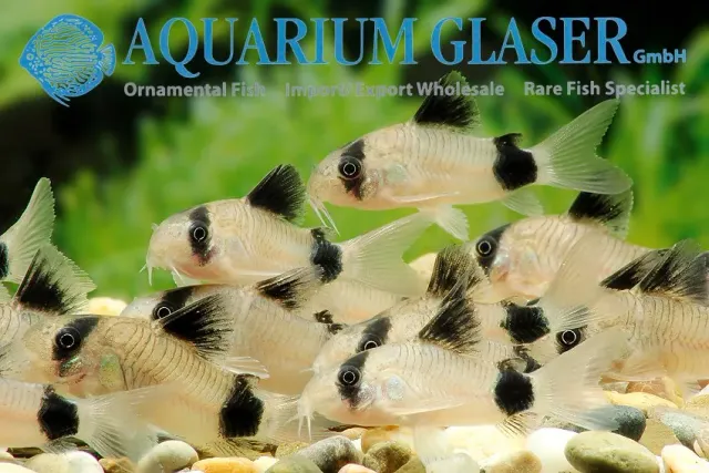 Näsets Ciklidhobby Corydoras panda bred md-lg pansarmal fredlig