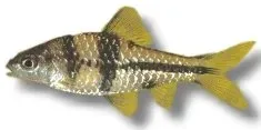 Näsets Ciklidhobby Spanner Barb akvariefisk över 7 cm