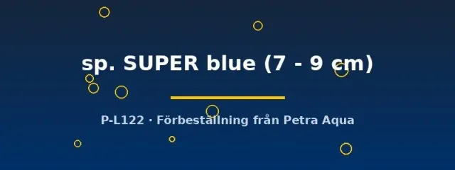 Näsets Ciklidhobby Aulonocara SUPER blue ciklid 7–9 cm