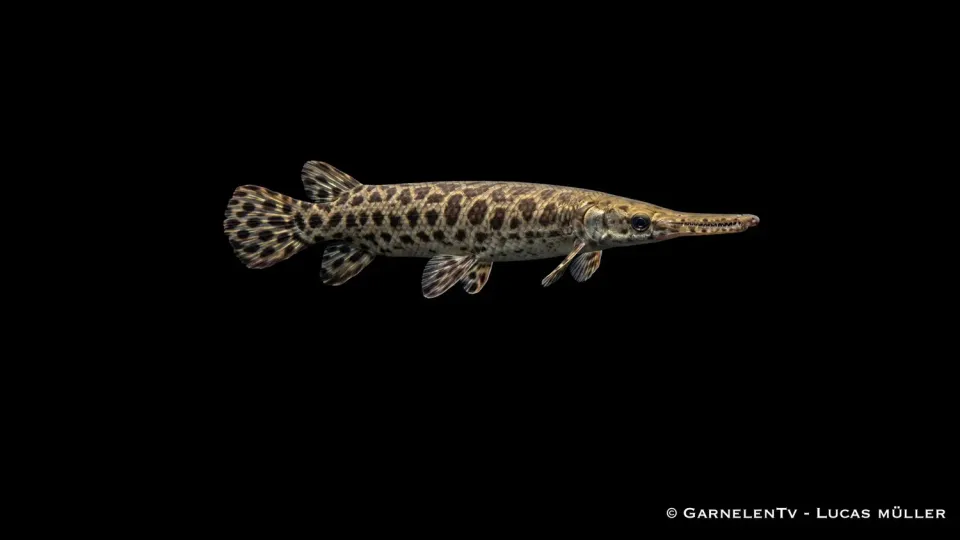 Garnelen TV Bengädda Spotted Gar Lepisosteus stor