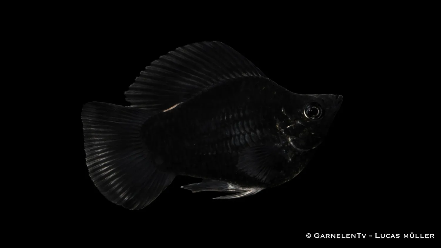 Garnelen TV Ballonmolly mix akvariefisk grupp