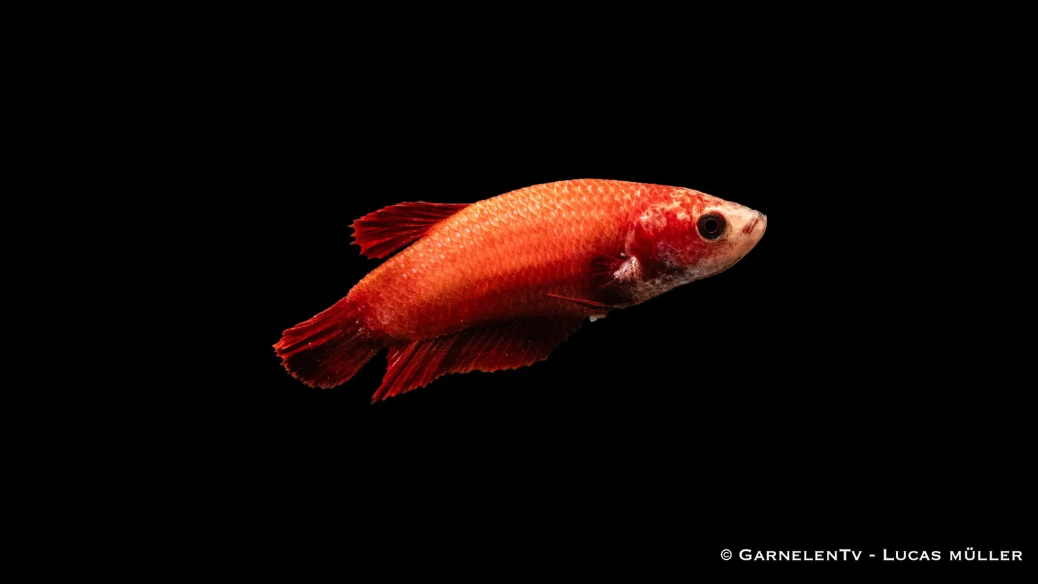 Garnelen TV Plakat kampfisk hona Betta splendens kortfenad