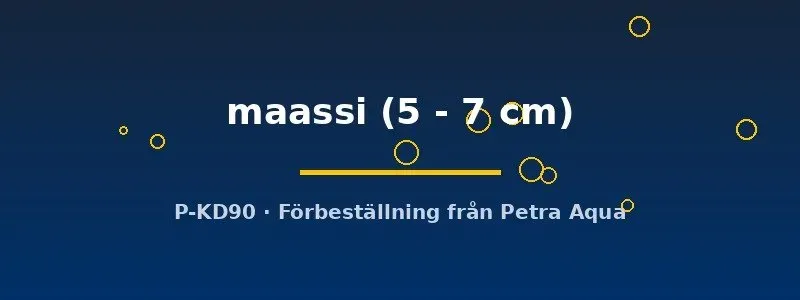 Näsets Ciklidhobby Vaillantella maassi akvariefisk 5–7 cm