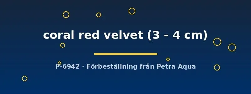 Näsets Ciklidhobby Poecilia reticulata coral red velvet guppy hane 3–4 cm