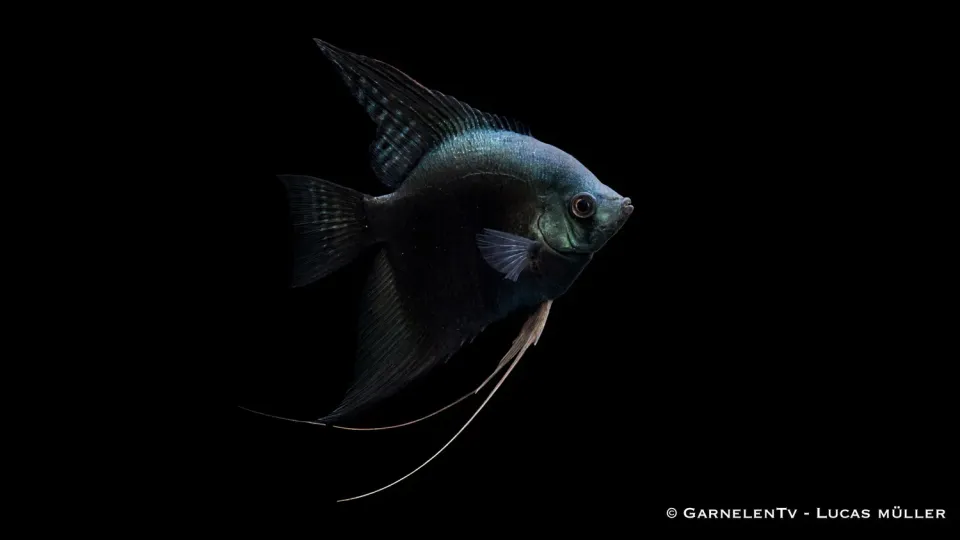 Garnelen TV Dark Pinoy skalar Pterophyllum scalare mörk