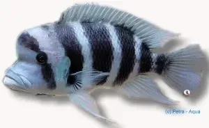 Näsets Ciklidhobby Cyphotilapia frontosa sambia blue ciklid 3-4 cm