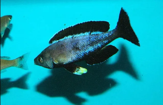 Näsets Ciklidhobby Cyprichromis leptosoma Moba ciklid 5–6 cm Tanganyika