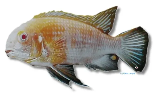 Näsets Ciklidhobby Pseudotropheus tropheops ciklid 5–6 cm