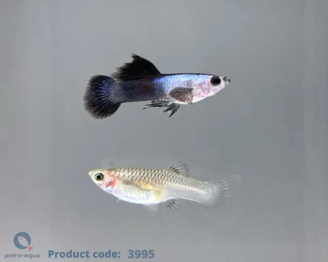 Näsets Ciklidhobby Poecilia reticulata mini panda guppy 2–3 cm par