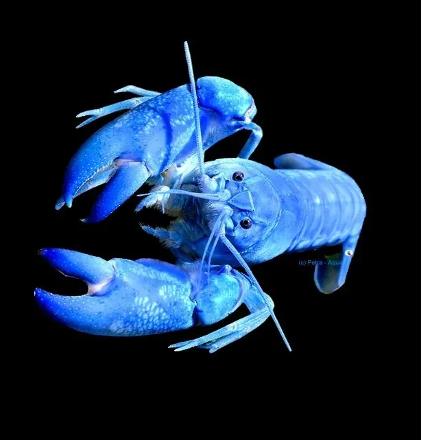 Näsets Ciklidhobby Australia bleu pearl kräfta 12–14 cm blå