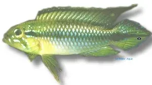Näsets Ciklidhobby Apistogramma gephyra dvärgcichlid 3–4 cm