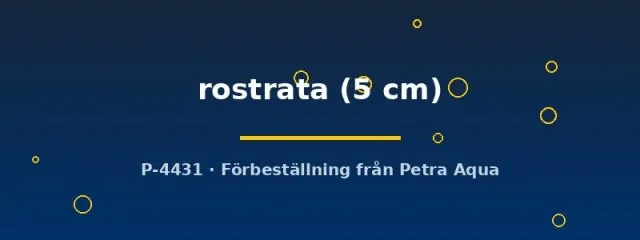 Botia rostrata akvariefisk 5 cm minst 4 st bottenlevande