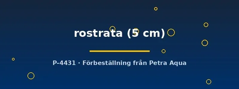 Botia rostrata akvariefisk 5 cm minst 4 st bottenlevande