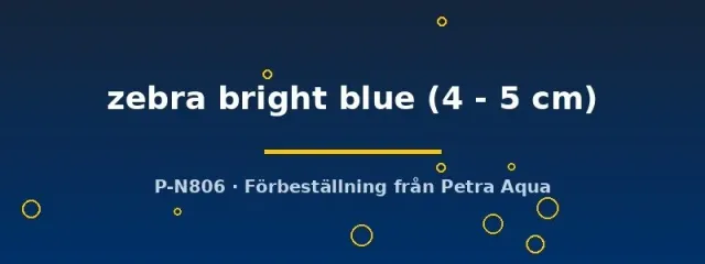 Näsets Ciklidhobby Pseudotropheus zebra akvariefisk 4–5 cm blå