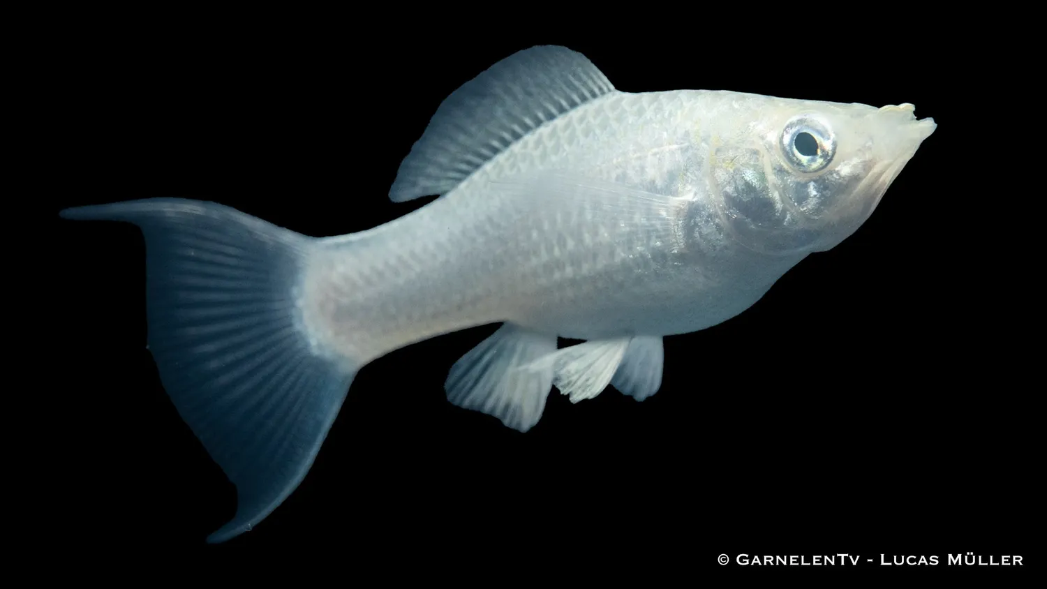 Garnelen TV Molly silver lyra akvariefisk Poecilia sphenops hårt vatten