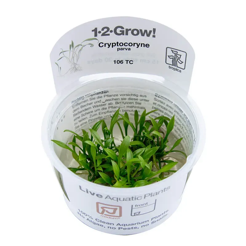 Akvarievalvet Cryptocoryne parva akvarieväxt låg