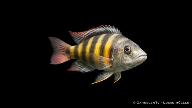 Garnelen TV Thick Skin ciklid Haplochromis CH 44