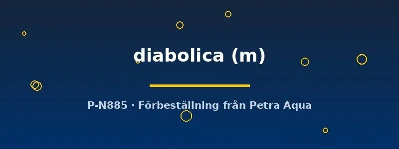 Näsets Barbucca diabolica M akvariefisk stim 10-pack
