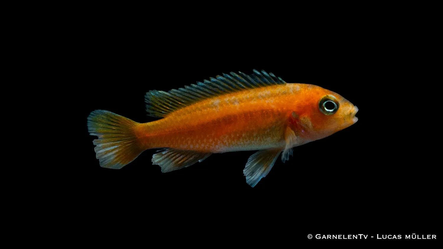 Garnelen TV Melanochromis johannii kobolt-orange ciklid 5 cm