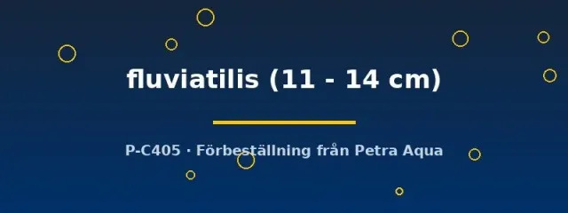 Näsets Abborre Perca fluviatilis akvariefisk 11–14 cm kallvatten
