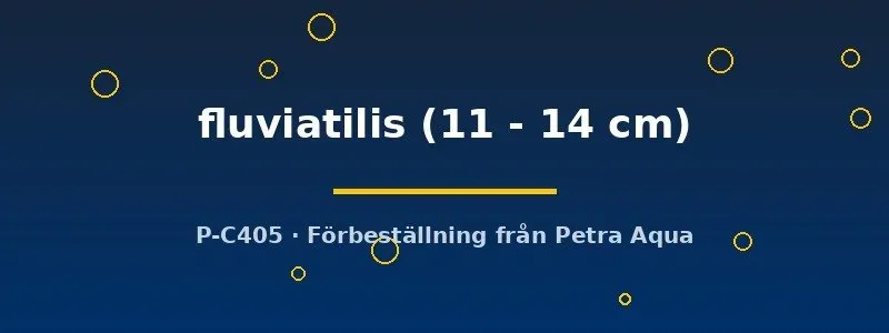 Näsets Abborre Perca fluviatilis akvariefisk 11–14 cm kallvatten