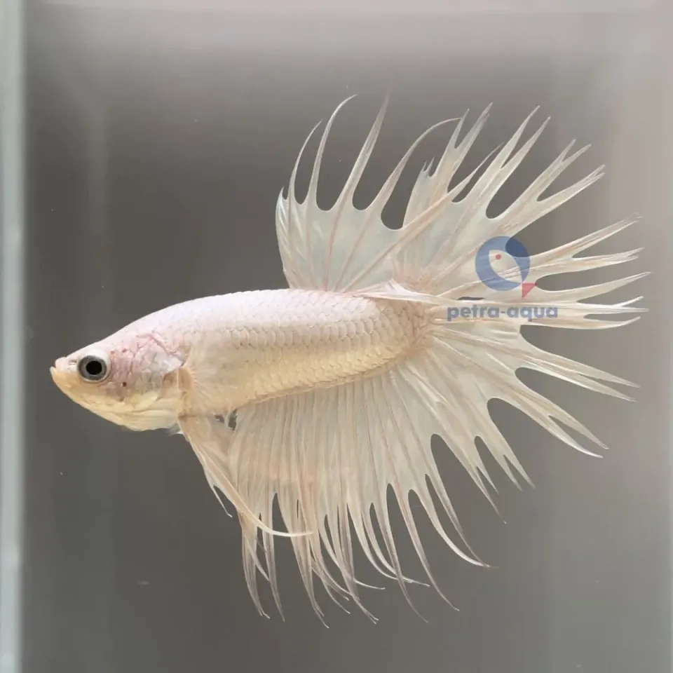 Betta Crowntail White kampfisk hane L