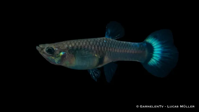 Garnelen TV Guppy Blue Glass guppy hona blå