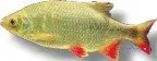 Näsets Ciklidhobby Pearl roach gold akvariefisk 5–6 cm kallvatten