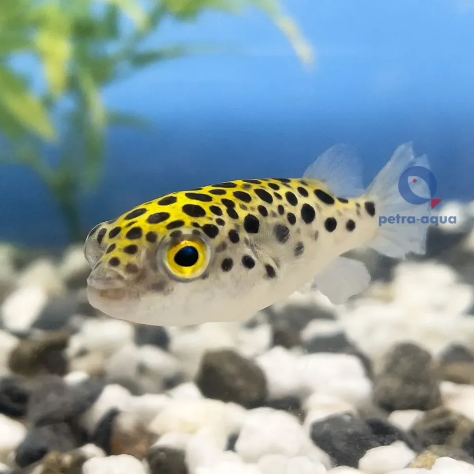 Näsets Ciklidhobby Spotted Green kulfisk 6 cm Tetraodon