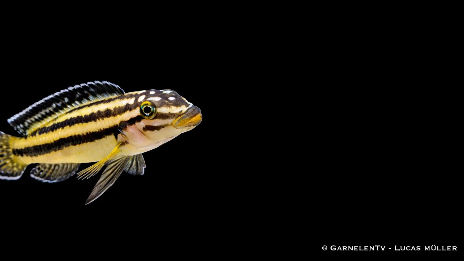 Garnelen TV Julidochromis marksmithi ciklid gul-blå
