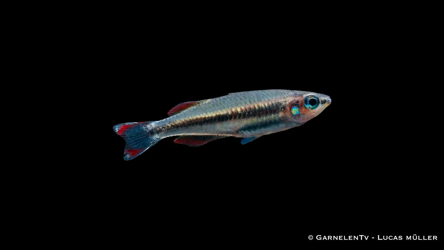 Garnelen TV Bedotia madagascariensis akvariefisk stim