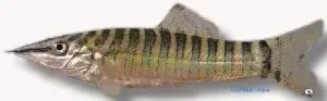 Näsets Ciklidhobby Botia helodes akvariefisk 5 cm bottenlevande